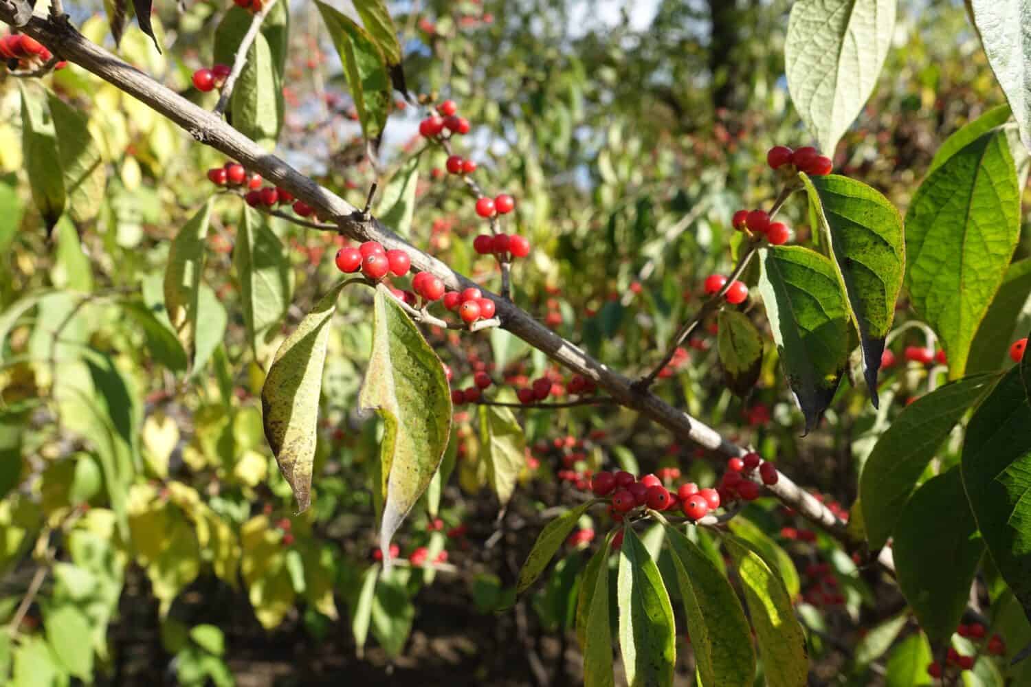 Thick branch of Amur honeysuckle with red berries in mid November