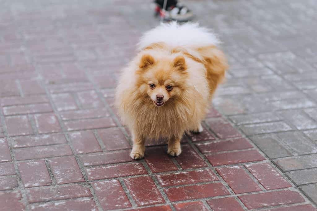 A beautiful small purebred fluffy orange Pomeranian dog walks with the owner on a leash outdoors in the park. Photography, animal, close-up portrait of a pet.