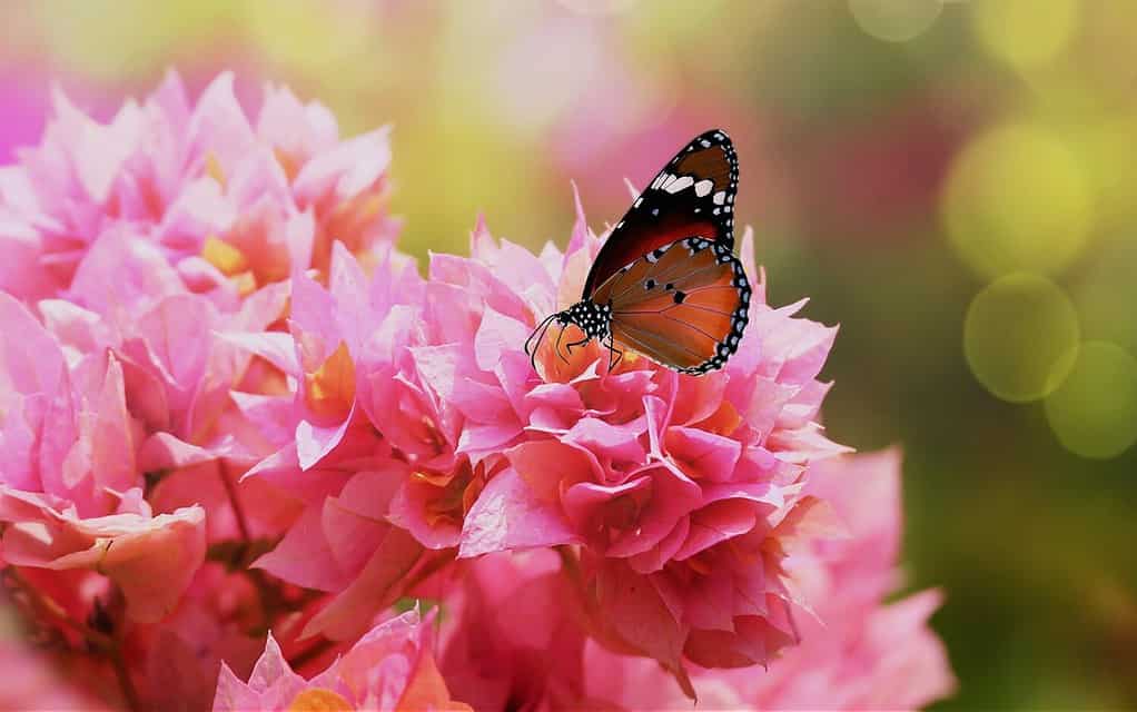 Plain Tiger or African Queen butterfly (Danaus chrysippus) on pink bougainvillea flowers. What are the characteristics of Plain Tiger butterfly? The Plain Tiger ( Danaus chrysippus ) is a medium-sized