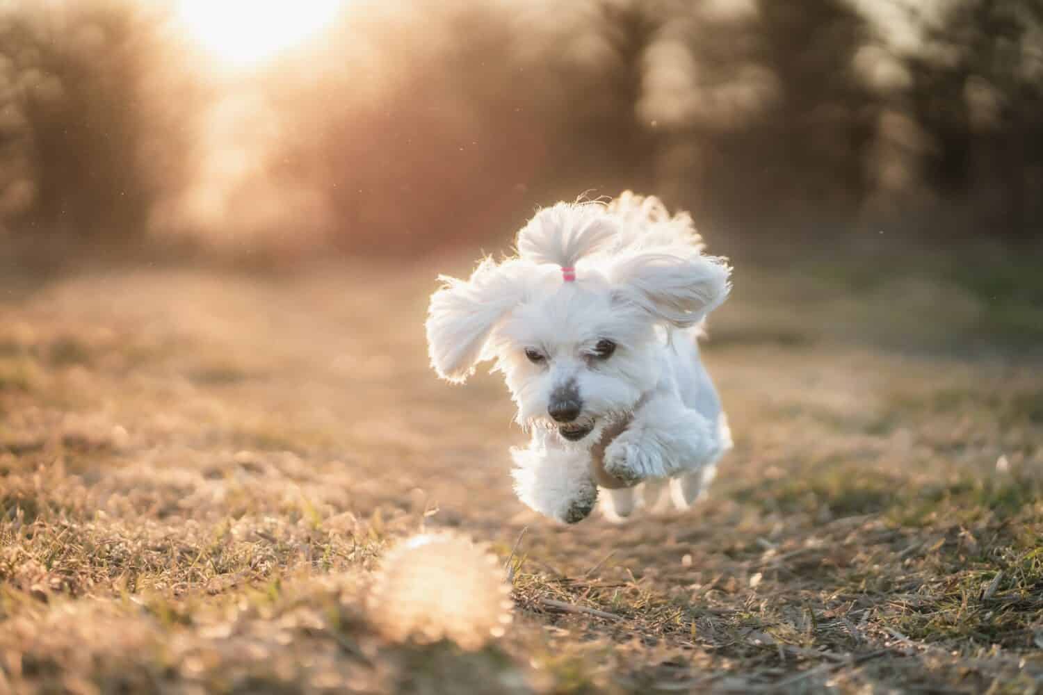 Maltese dog white happy animal