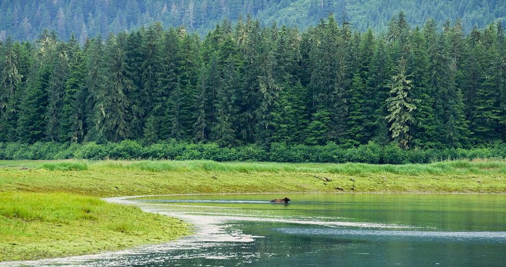 A wild brown bear walks from a meadow into a pond. And swims across the pond. Various landscapes in summer.Alaska, USA., 2017