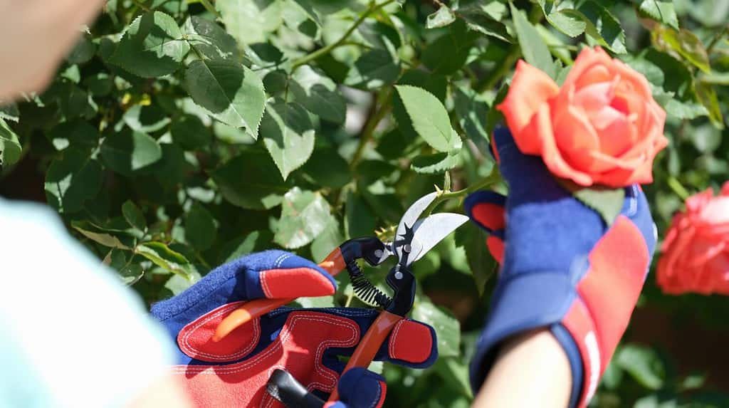 Gardener in gloves with pruner cuts rose bush close-up. Concept of hobby and gardening.
