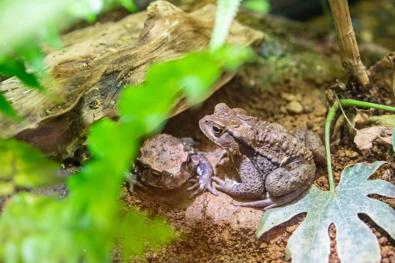 The Japanese common toad (Bufo japonicus) is a species of toad in the family Bufonidae. It is endemic to Japan. Amplexus is the mating behaviour involved during the breeding season.