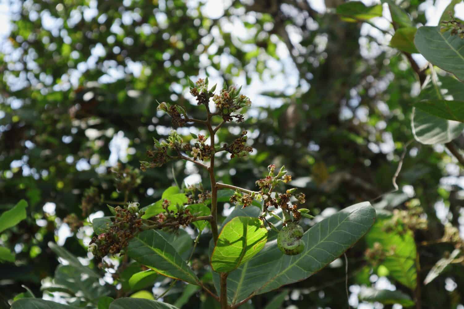 Branched inflorescence with a young cashew nut of a Cashew tree (Anacardium Occidentale) in the wild