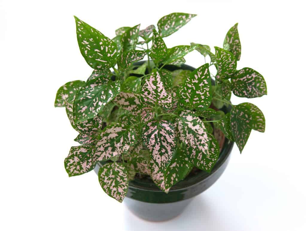 Hypoestes phyllostachya, the polka dot plant, is a species of flowering plant in the family Acanthaceae, native to South Africa, Madagascar, and south east Asia, on white background
