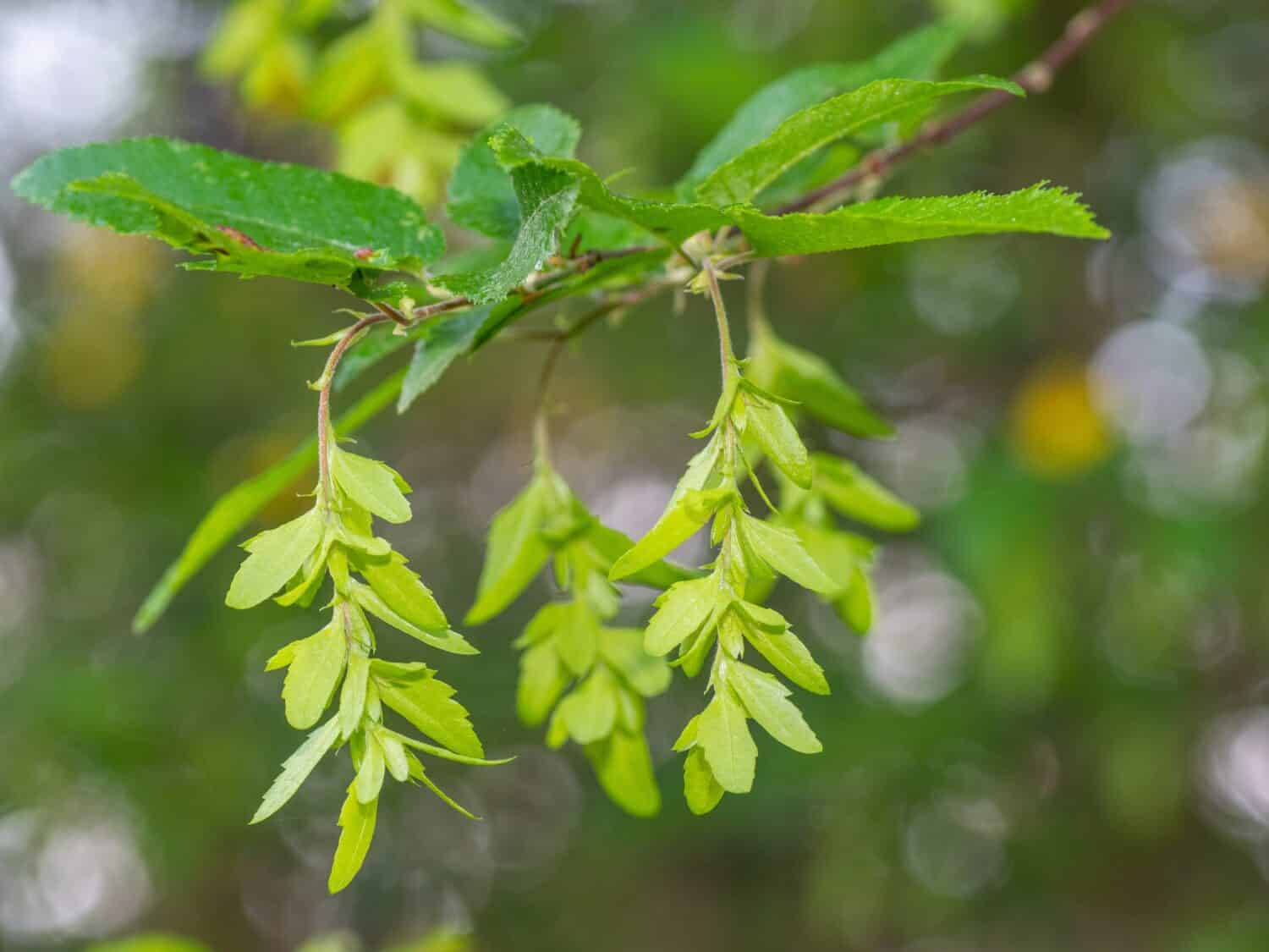 Carpinus caroliniana growing in an East Texas forest.