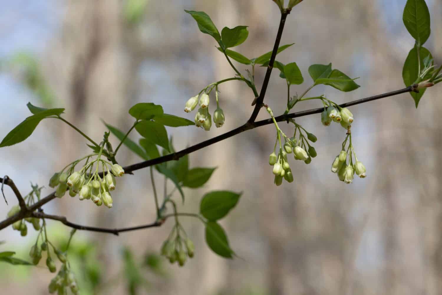 A branch of Staphylea trifolia, the American Bladdernut shrub. Close-up of flowers and leaves on a blurred background of forest. Shirley Miller Wildflower Trail, Georgia. Color horizontal photo.