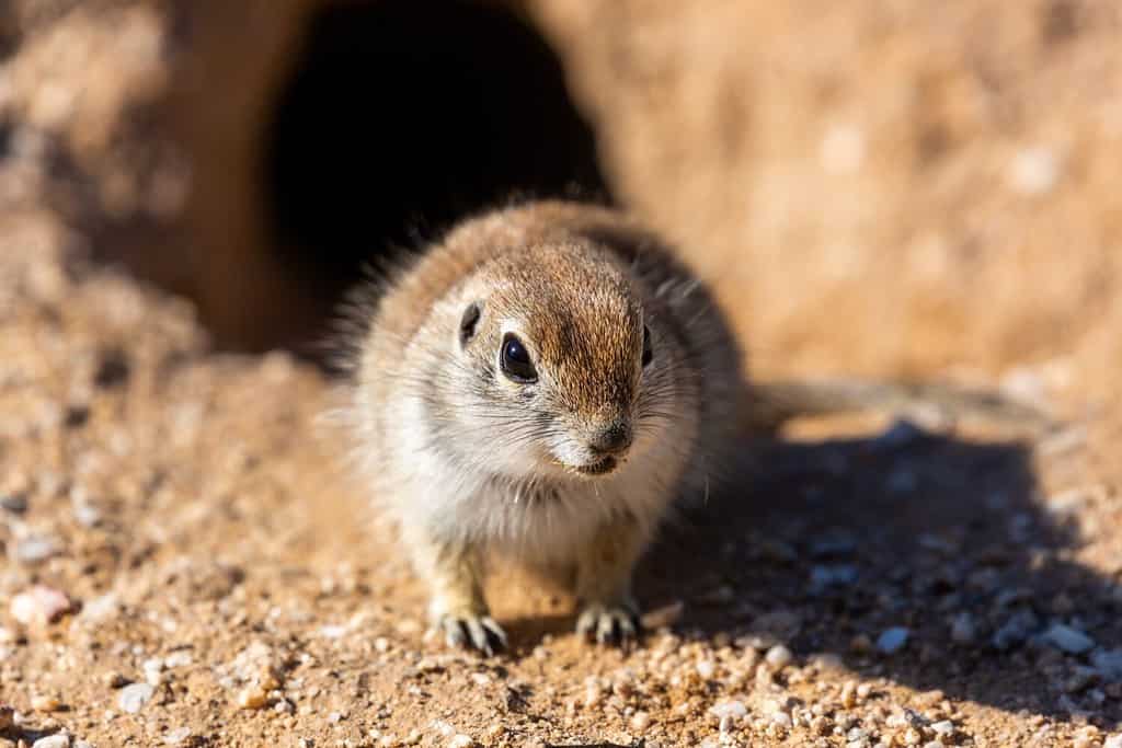 A female round tailed ground squirrel, Xerospermophilus tereticaudus, near her burrow in the Sonoran Desert. A cute rodent native to the American Southwest. Pima County, Tucson, Arizona, USA.