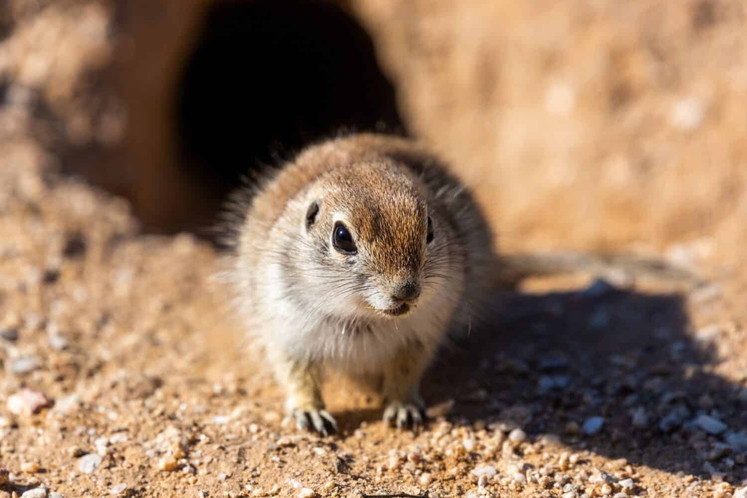 Where Do Squirrels Go When It Rains? - A-Z Animals