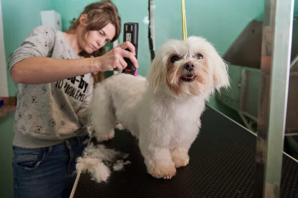 White Maltese dog getting a haircut in a grooming salon