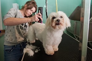5 Tips for Finding the Perfect Dog Groomer Picture