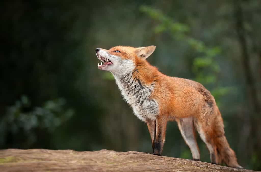 A bright red fox with a bushy tail sitting in the grass.