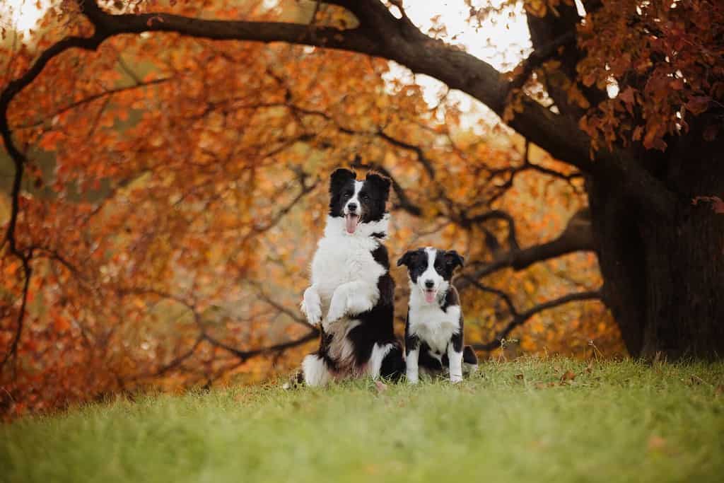 Two dogs a puppy and an adult border collie are sitting in the forest under a tree, a funny picture