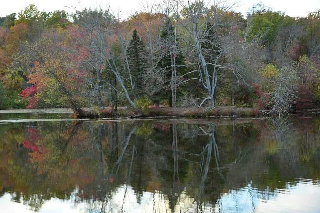 landscape reflections of late fall foliage at French Creek state Park Pennsylvania
