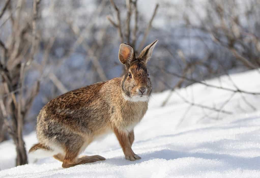 An Eastern cottontail rabbit standing in the snow. 