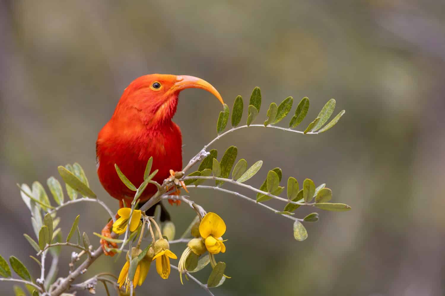 This image shows a brilliantly colored 'i'iwi, or scarlet honeycreeper, as it moves amongst  māmane shrubs, seeking nectar from the yellow flowers.  This individual pauses briefly before flying away.