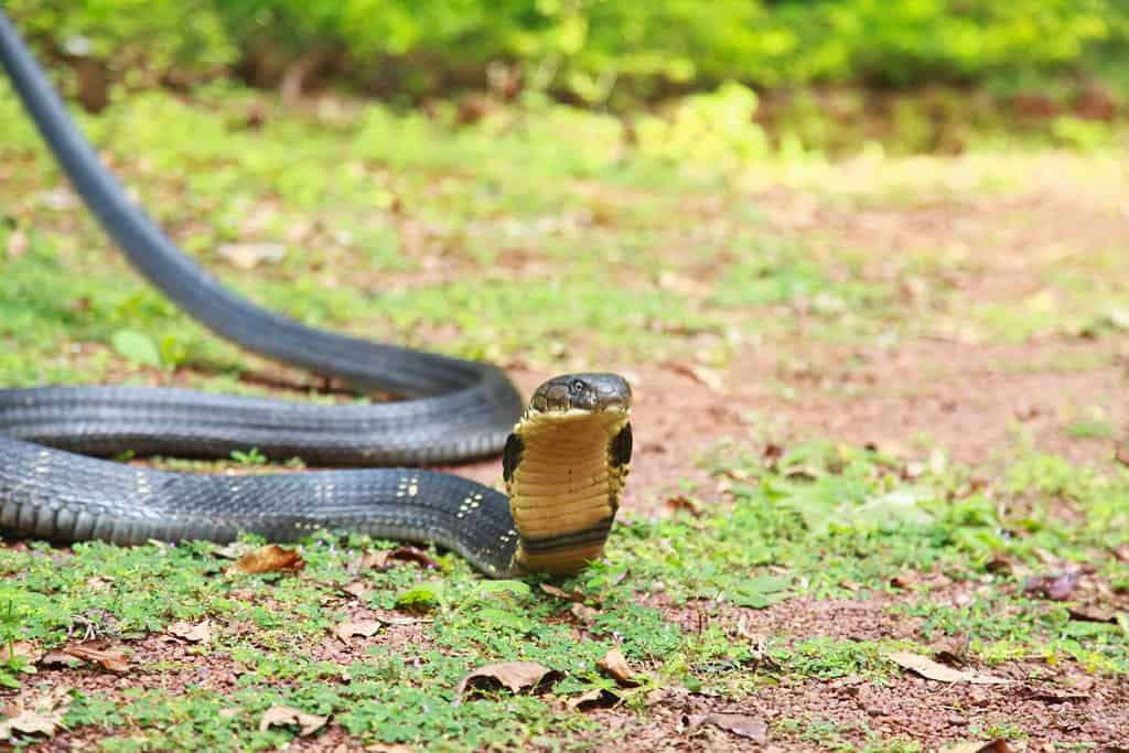 Surviving the JUNGLE of KING COBRA Indonesia! (Venomous SNAKE