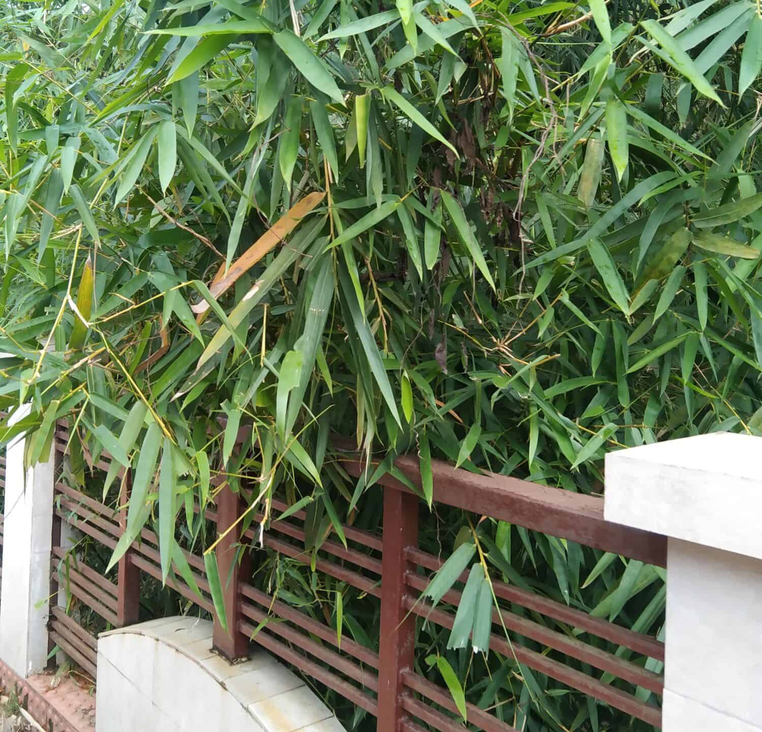 Pseudosasa japonica, the arrow bamboo or metake,is a species of flowering plant in the grass family Poaceae, native to Japan and Korea.
