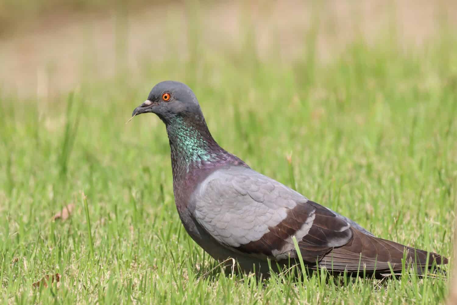 Rock dove or Rock pigeon (Columba livia) walking in grass field, holds dry branches in its beak to build a nest