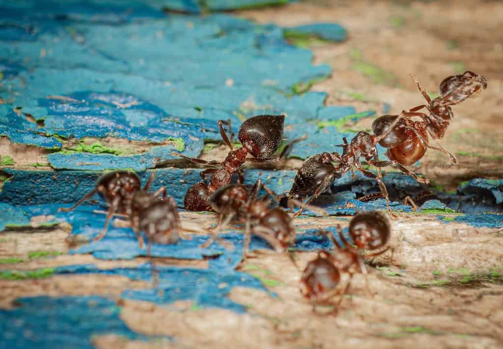 Crematogaster cerasi workers clean their nest in spring, removing dead ants in Victoriaville, Quebec. Macro close-up of acrobat ants interacting in a woodland ecosystem, showcasing nature and wildlife
