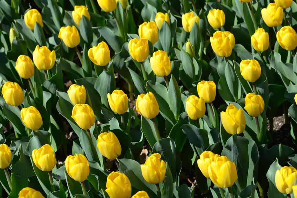 Tulip Strong Gold flowers - Latin name - Tulipa Strong Gold