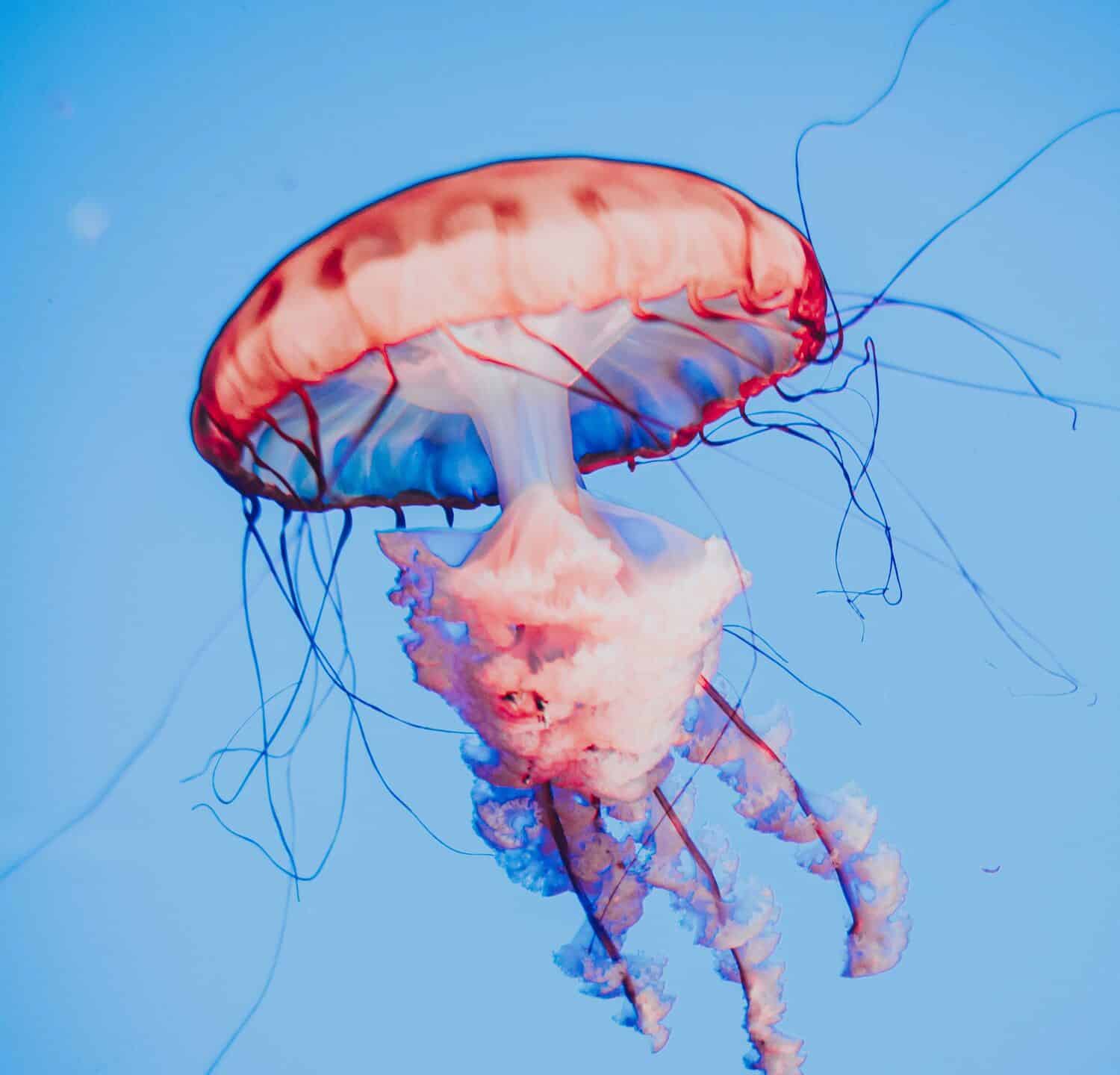 Small jellyfish floating in the ocean with its tentacles spread out.