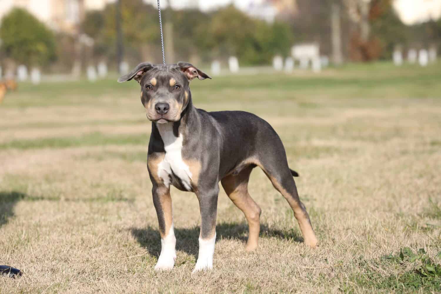 photograph of a tricolor PITBULL dog. photo taken in close-up of a puppy posing for a beauty show