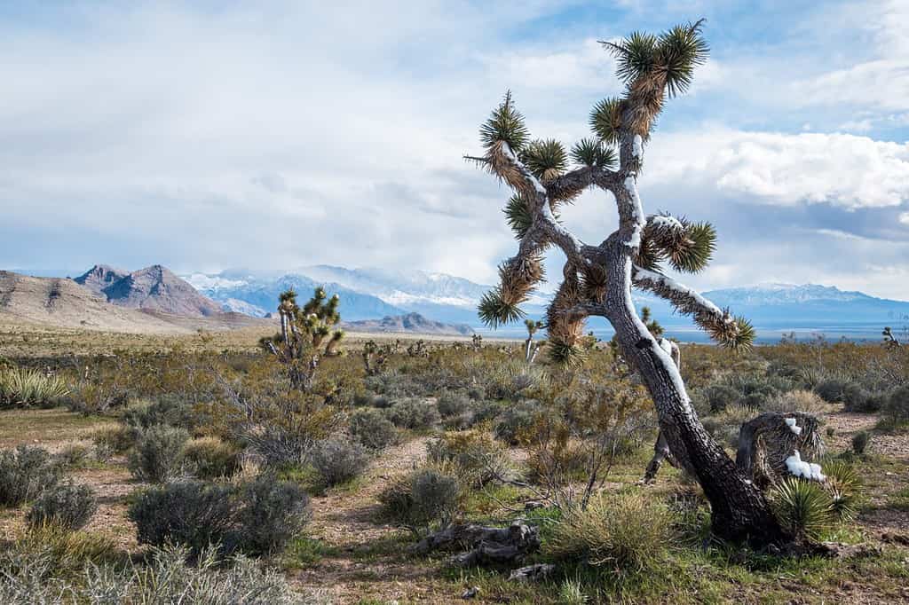 Joshua Trees in bloom at Beaver Dam Wash National Conservation Area, norther Mojave Desert, Utah.