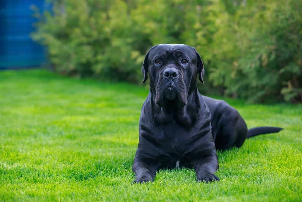 beautiful big dog cane corso italiano breed lying in the garden on green grass