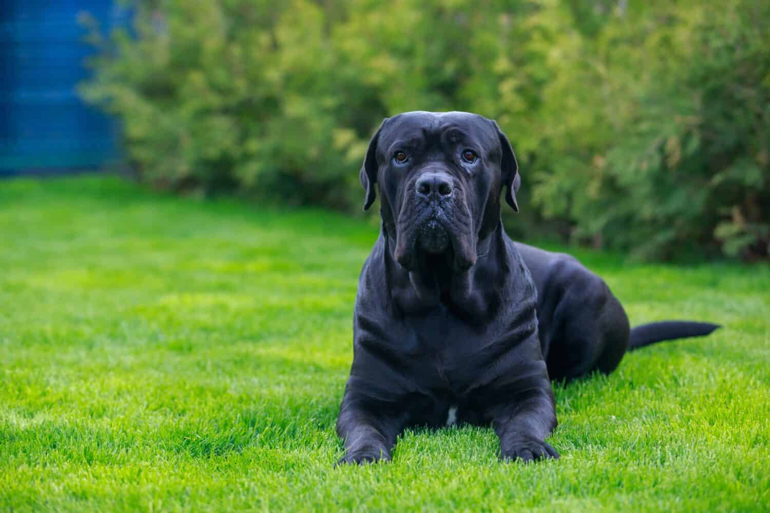 beautiful big dog cane corso italiano breed lying in the garden on green grass