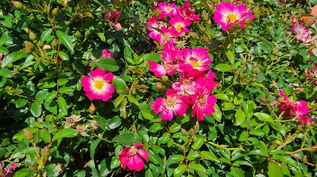 Sweet-Brier Rosa rubiginosa is a species of rose native to Europe and western Asia. Sweetbriar rose