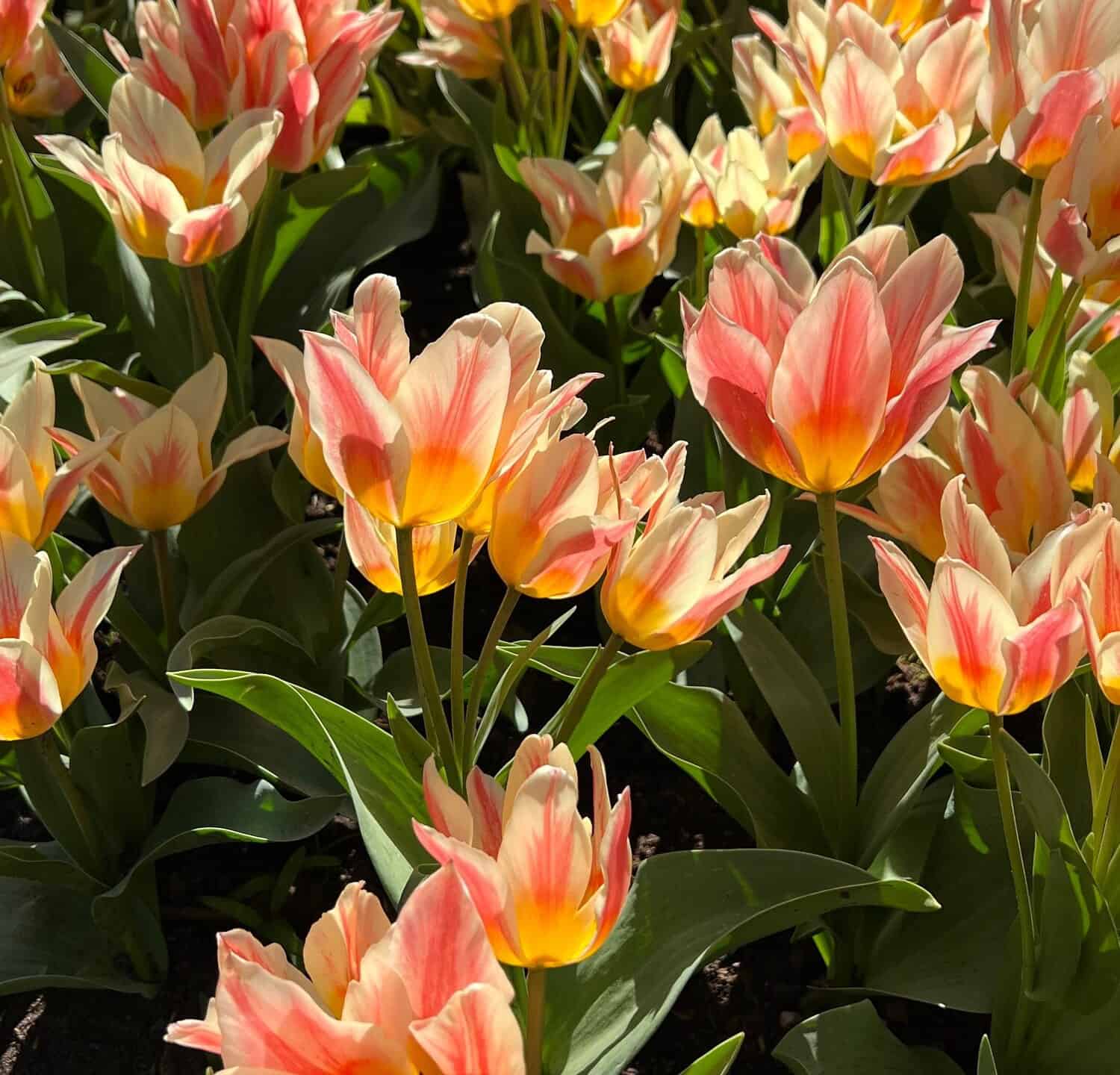 Varietal pink-yellow striped tulips with pointed petals in bloom. Keukenhof park.