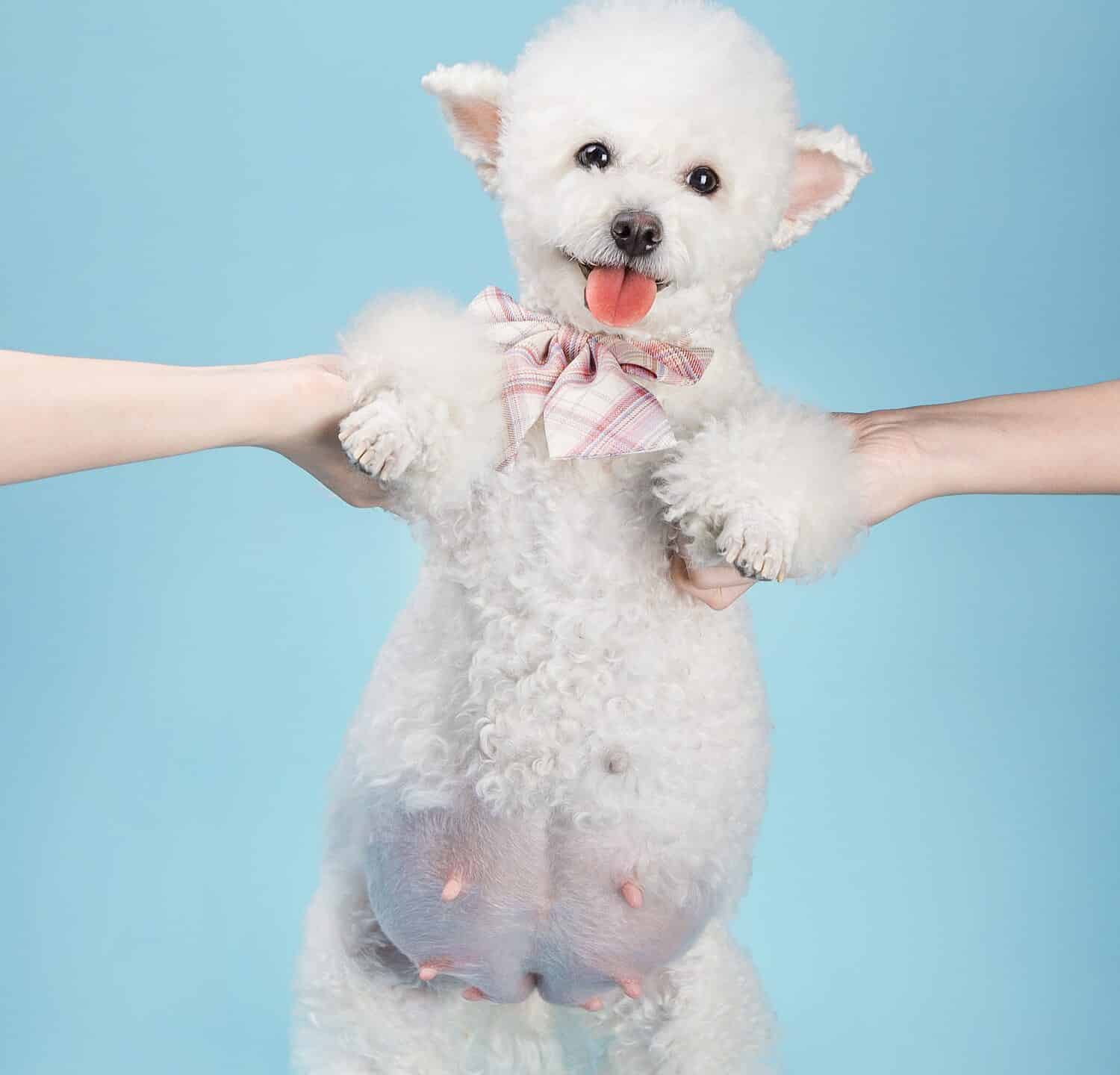 Pregnant white poodle wearing a tie, indoors, clean blue background.