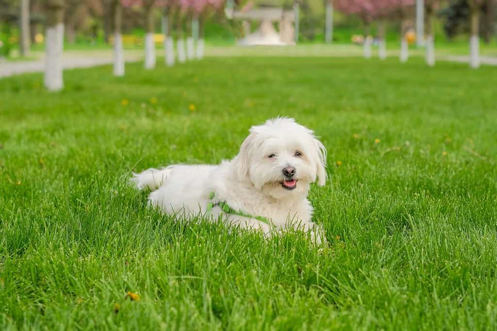 A Maltese dog lying on the grass. 