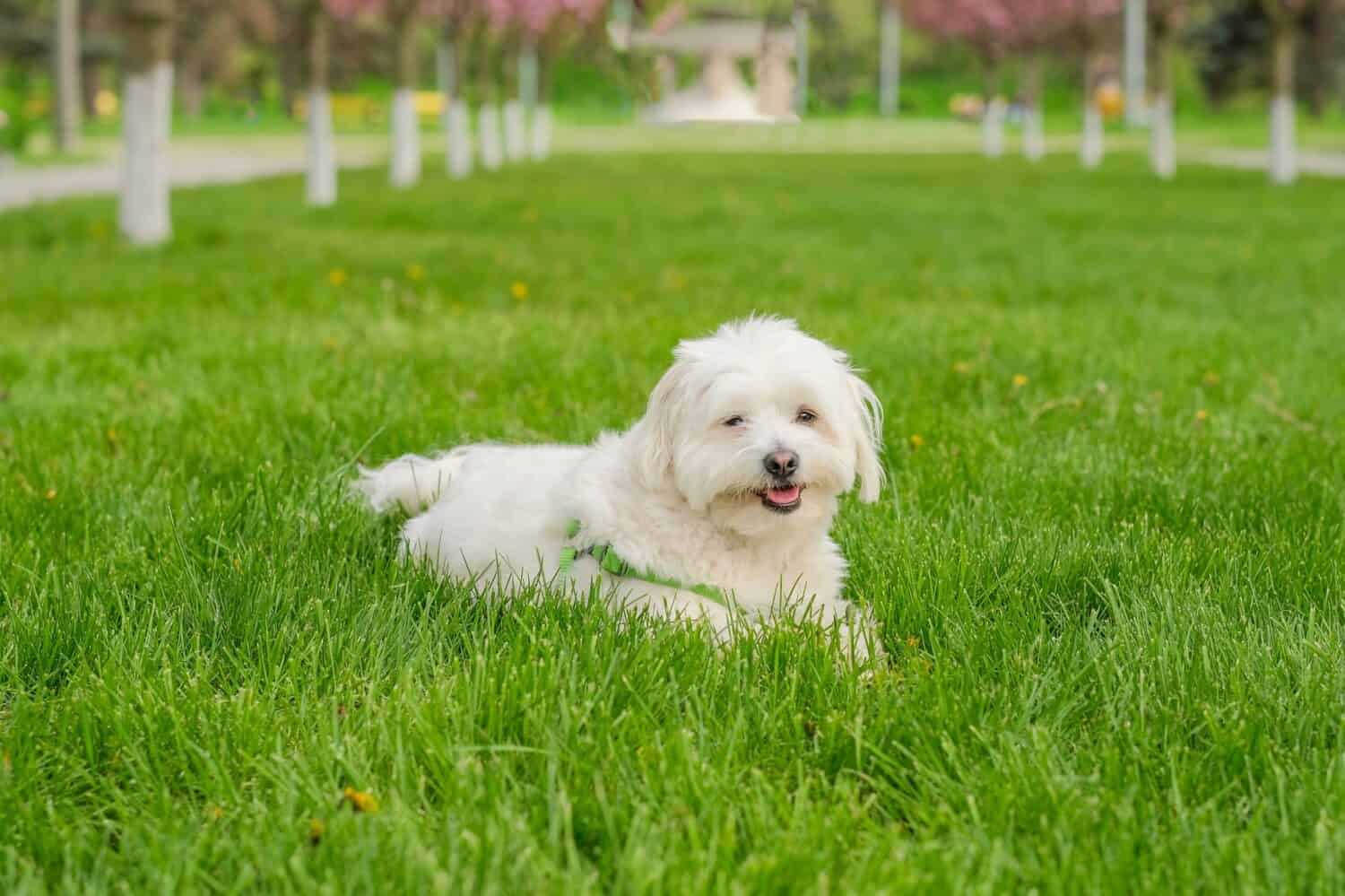 Maltese dog lies on the grass in the park