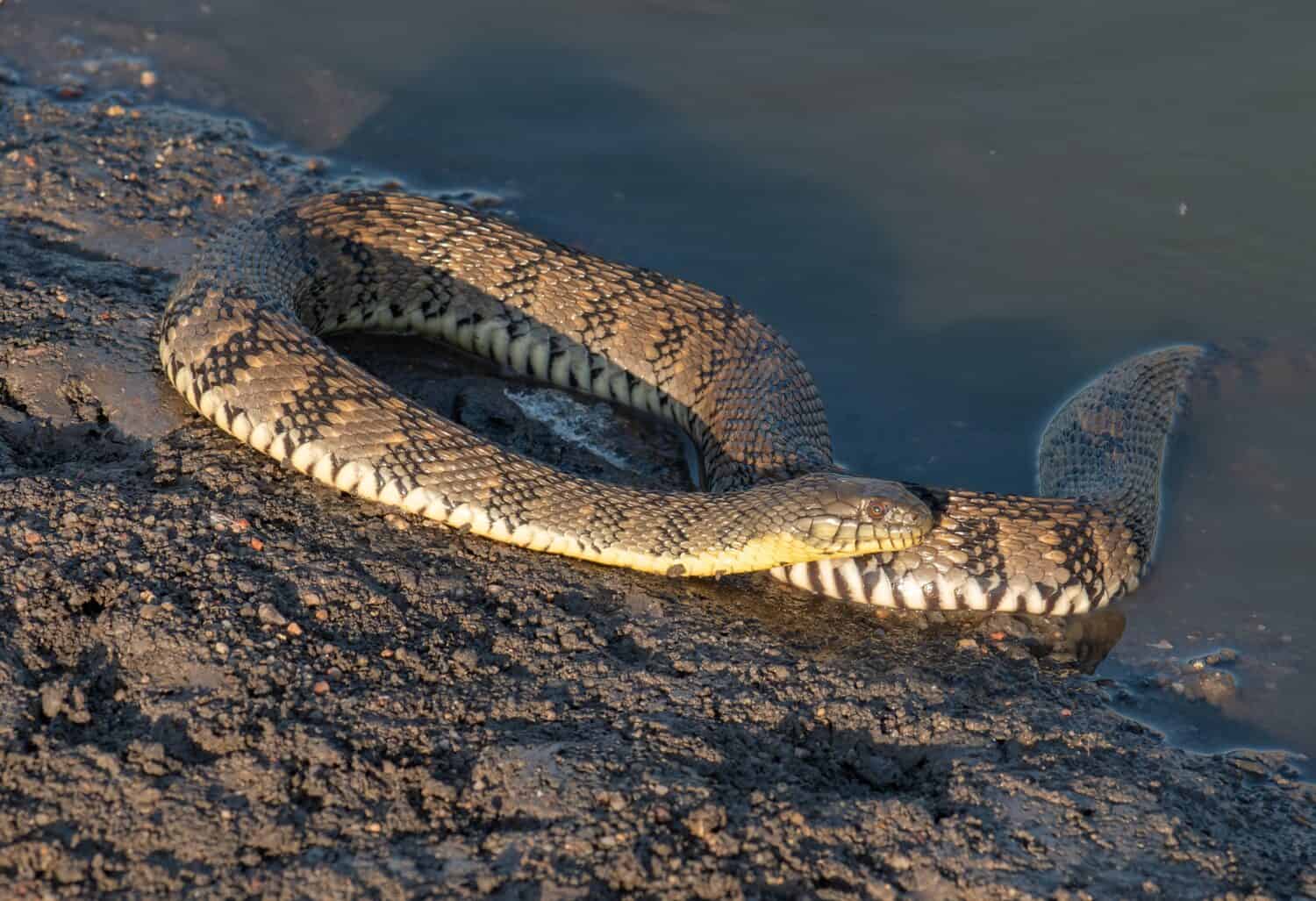 A beautiful Diamondback Water Snake coiled on the shore of a Kansas wetland.