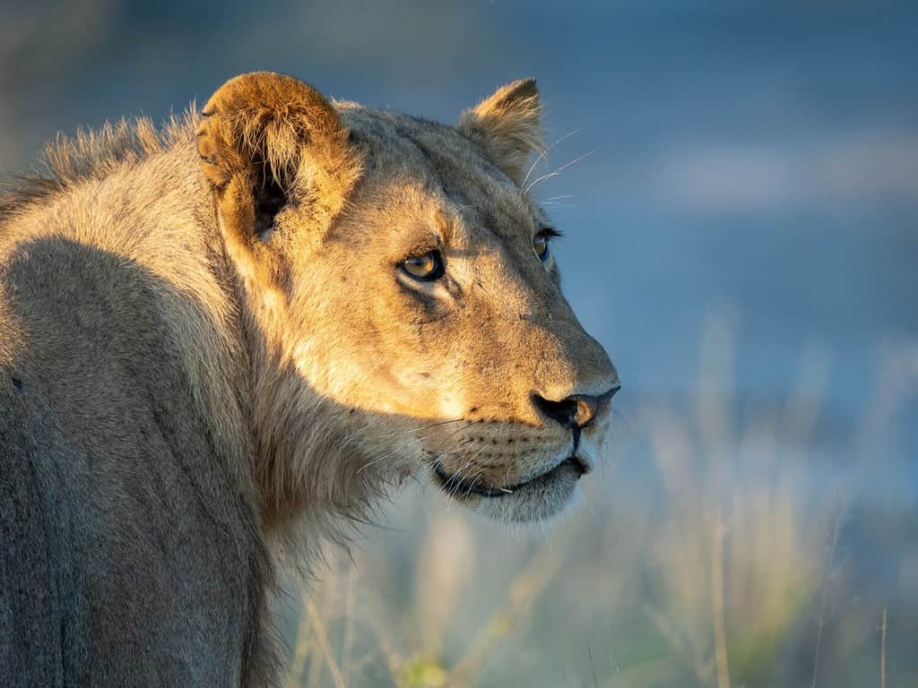 Young male lion in natural ray of light