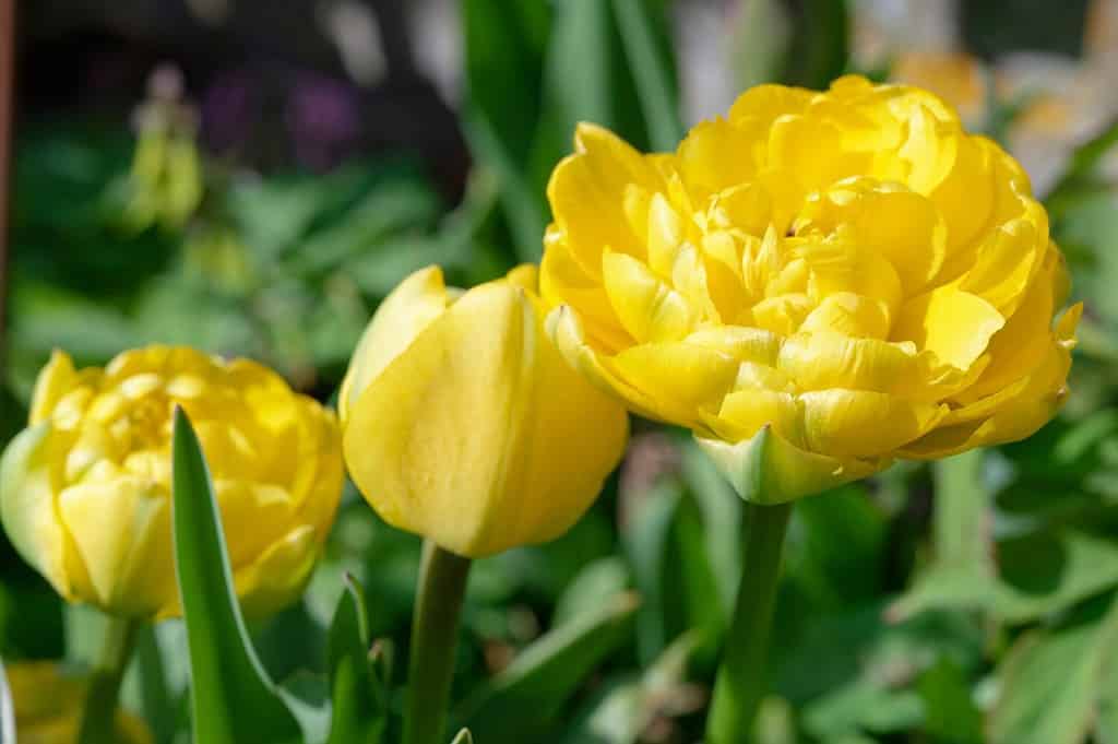 Tulipa 'Monte Carlo' is a tulip with double yellow flowers