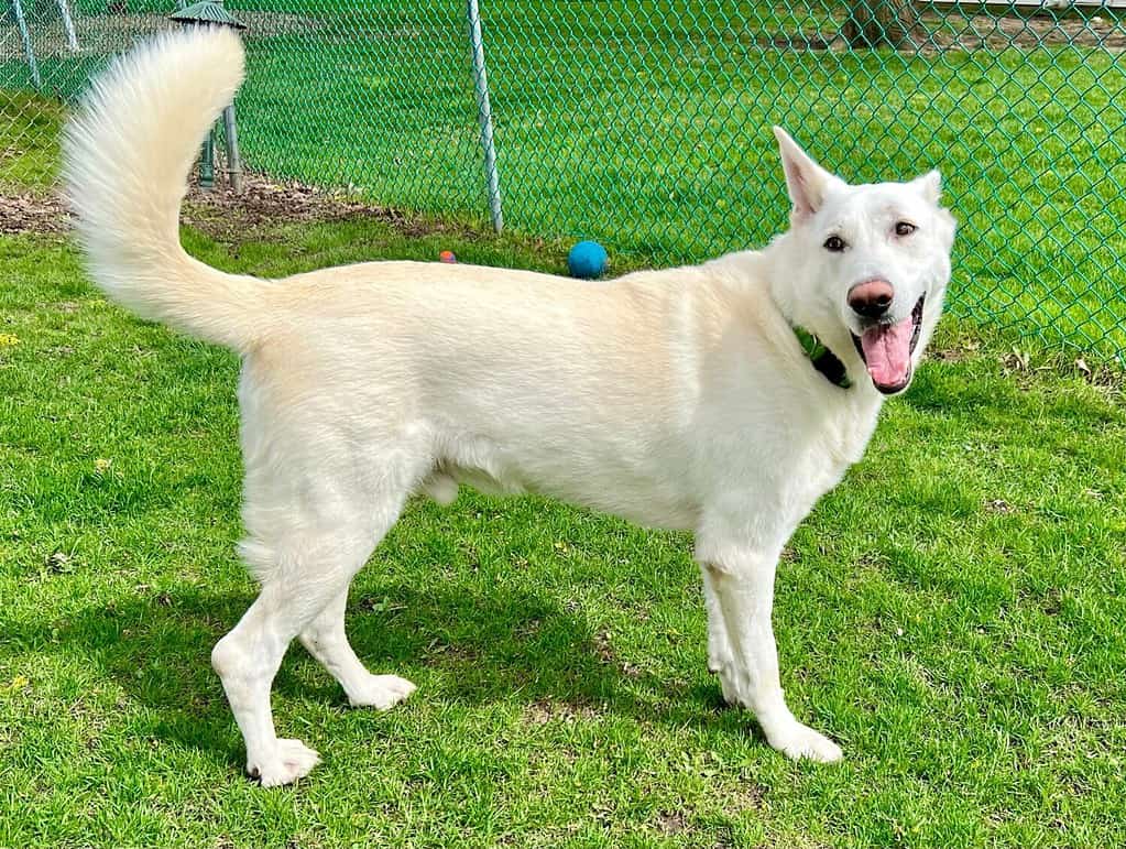 white German shepherd dog