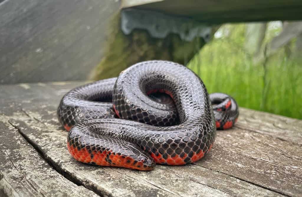 Western mud snake from Oklahoma