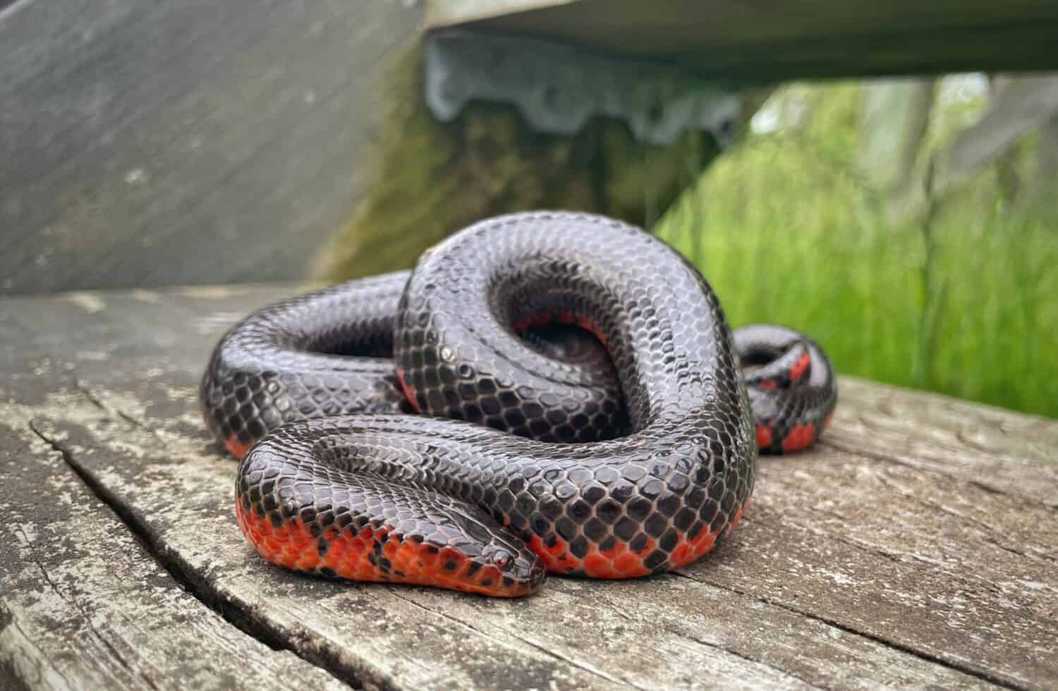 Western mud snake from Oklahoma