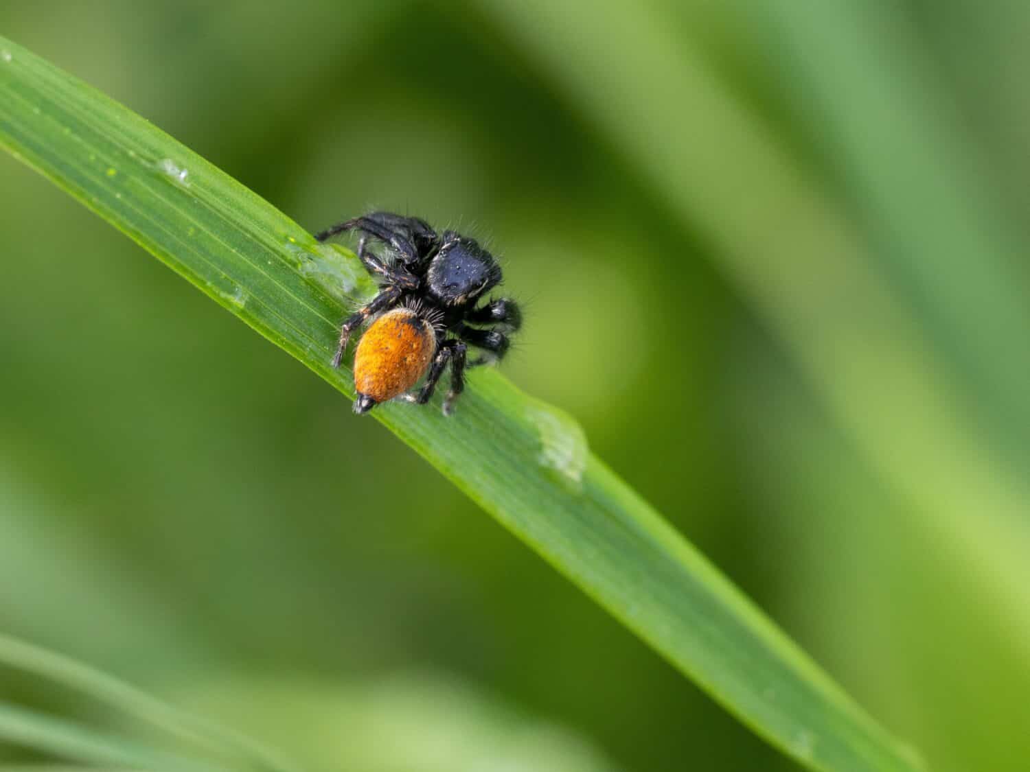 Phidippus johnsoni, the red-backed jumping spider, is one of the largest and most commonly encountered jumping spiders.