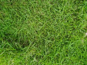 Discover the Top 7 Best Types of Grass That Grow in Shade Picture