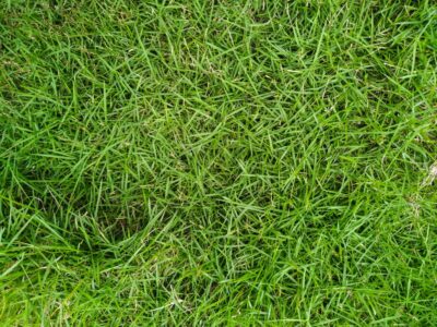 A Discover the Top 7 Best Types of Grass That Grow in Shade