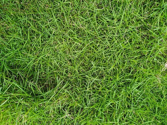 Zoysia Grass vs Bermuda Grass - A-Z Animals