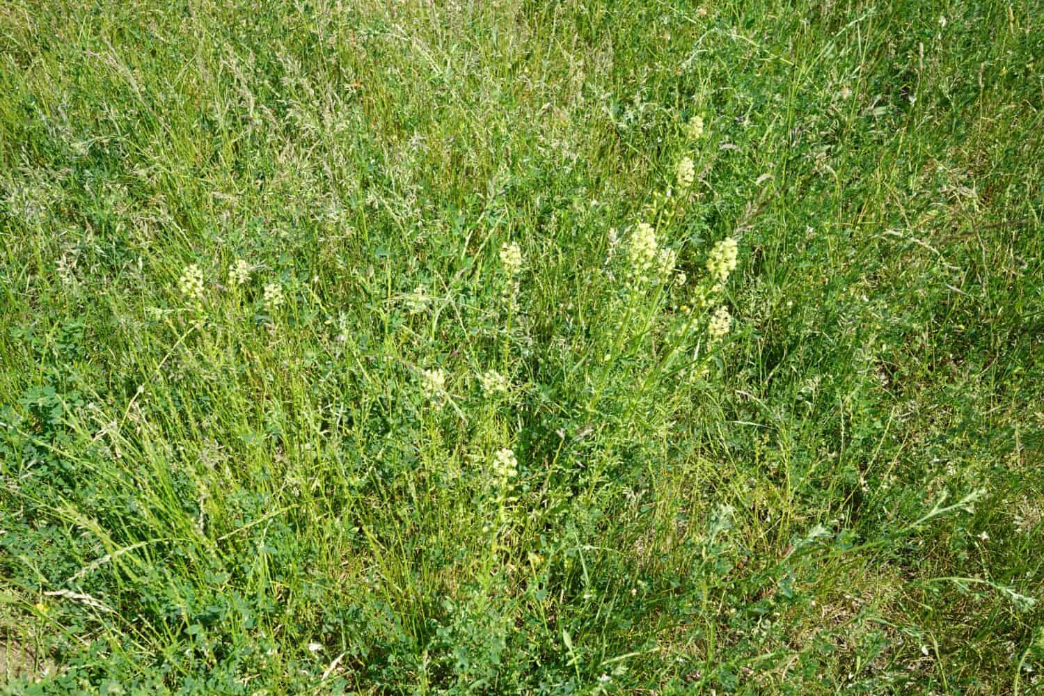 Reseda lutea in a meadow in June. Reseda lutea, the yellow mignonette or wild mignonette, is a species of fragrant herbaceous plant. Ruedersdorf bei Berlin, Germany