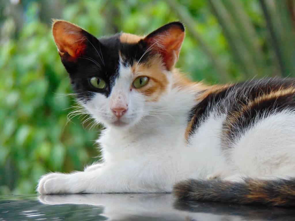 Calico cat or tricolor cat face in the detail shot. This tortoiseshell cat has three colors: white, black, and orange.