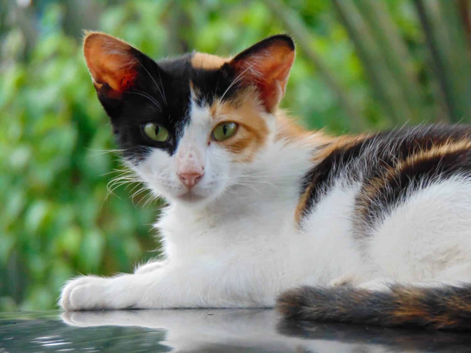 are calico and tortoiseshell cats the same