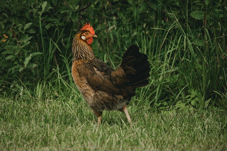A closeup of a brown Leghorn chicken on a green grass