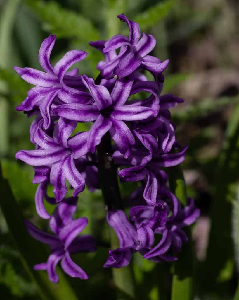 Flowering of a free-standing hyacinth orientalis, cultivar Marie, against the background of greenery in sunny weather, close-up